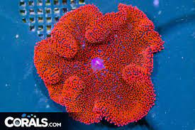 bright red small carpet anemone indo