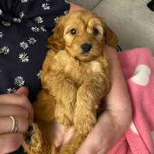The breed is highly popular not only because they have an excellent temperament, but because they typically shed very little, if at all, making them good for people who have allergies. Tiny Cockapoo Pup Dies And Another Left Fighting For Life Amidst Scots Puppy Farm Probe Daily Record
