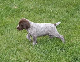 puppies sharp shooter s kennel