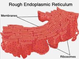 Consisting of tubules, sheets and the nuclear envelope. Rough Endoplasmic Reticulum The School Of Biomedical Sciences Wiki