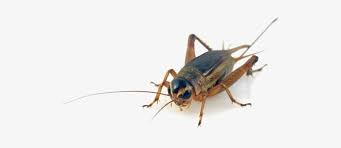 There are about 900 species of crickets. Cricket Insect Transparent Background Free Transparent Png Download Pngkey