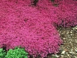 creeping thyme a growing guide