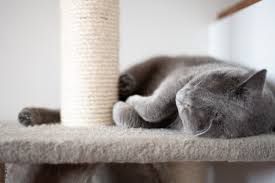 how to attach carpet to a cat tree 5