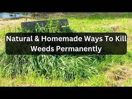Natural Ways To Kill Weeds Permanently