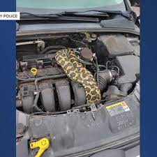 exotic snake found hiding in car engine