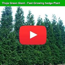 Green Giant Arborvitae Lowes Mmfurniture Co