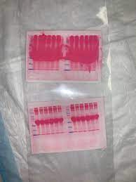 westernblot and ponceau stain
