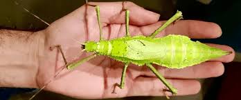 5 giant stick insects you can keep as