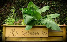 raised bed garden soil