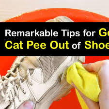 cat on your shoes quick tricks