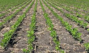 Plant Population For Soybeans And Corn