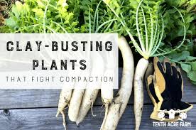 Clay Busting Plants That Fight