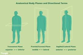 anatomical directional terms and body