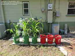 Beginner Gardening Corn In Five Gallon