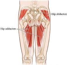 This article serves as a reference outlining the various hip muscle groups based on function. The Knee Hip Connection Muscles And Movement