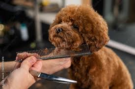 woman t toy poodle with scissors