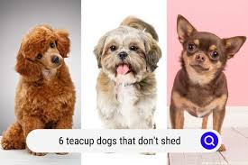 6 teacup dogs that don t shed pictures
