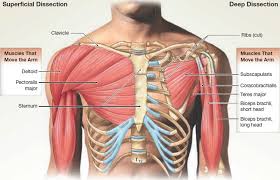 A massive chest anchors the upper body and enhances the. Muscle Anatomy Skeletal Muscles Groin Muscles Calf Muscles