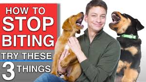 Remember the fast three techniques earlier; How To Train Your Puppy To Stop Biting You 3 Things That Will Work Youtube