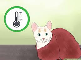 While your blood pressure is the force of your blood additionally, yearly vet checkups are vital to maintaining your cat's health. 3 Ways To Tell If Your Cat Is Dead Wikihow