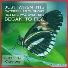 Others caused us to think. 157 Butterfly Quotes Sayings And Instagram Captions To Enchant You