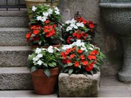 Best Shade Flowers For Pots Growing