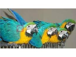 gold hyacinth macaws parrots dhaka