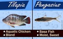 is-pangasius-the-same-as-tilapia