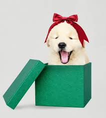 dog christmas gift ideas images free