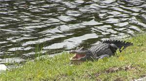 Coexisting with Alligators in North Carolina - N.C. Wildlife Resources  Commission