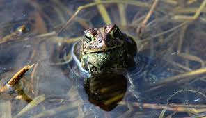 toads help your garden grow here s how