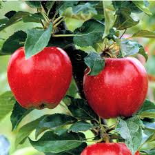 Apples C O Nursery