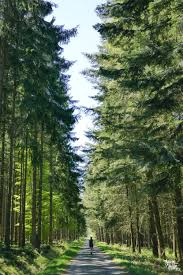 un week end en forêt de saint hubert