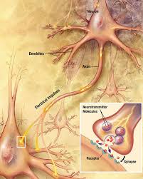 Central nervous system function coordination and movement. Introduction To The Nervous System Boundless Anatomy And Physiology