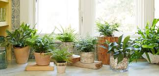 Image result for free container fern stock photos