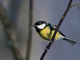 10 vanligaste fåglarna i vinter | Natur & Trädgård