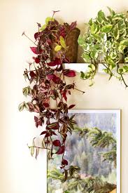 18 Most Beautiful Indoor Plants 5