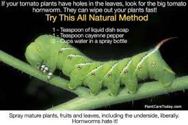 Caterpillars Eating Your Garden