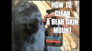 how to clean a bear skin rug
