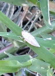 small white bugs in my lawn