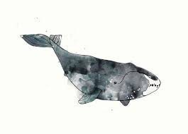 Bowhead Whale From Whales Chart Poster
