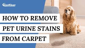 how to remove pet urine stains from the