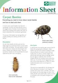 carpetbeetles factsheet taunton deane
