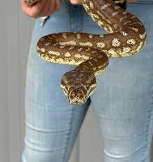 morelia bredli bredli carpet python