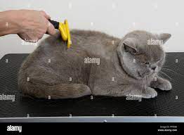 Blue British Shorthair: grooming coat using shedding blade at grooming  parlour Stock Photo - Alamy