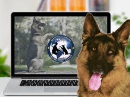 Maybe you even considered hiring a dog trainer for your unruly pup. Online Dog Trainer Course Royal Dog Academy