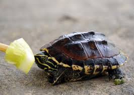 What Do Baby Turtles Eat Lovetoknow