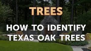how to identify texas oak trees you