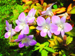 bali orchid garden in denpasar tours