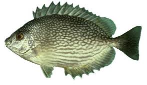 Maybe you would like to learn more about one of these? Tips Jitu Memancing Ikan Baronang Dengan Menggunakan Joran Tegek
